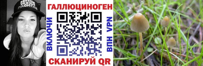 где купить наркотик  Темников  Галлюциногенные грибы Psilocybe 